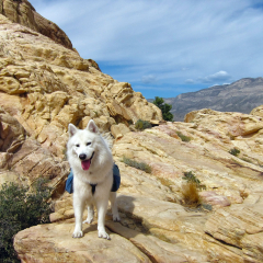 Senderista feliz en el Cañón Red Rock