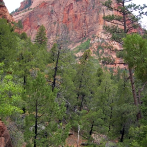 Hiking in Zion